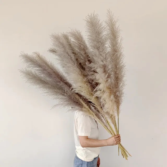 Plumora – Trockenes Pampasgras für schicke Boho-Deko