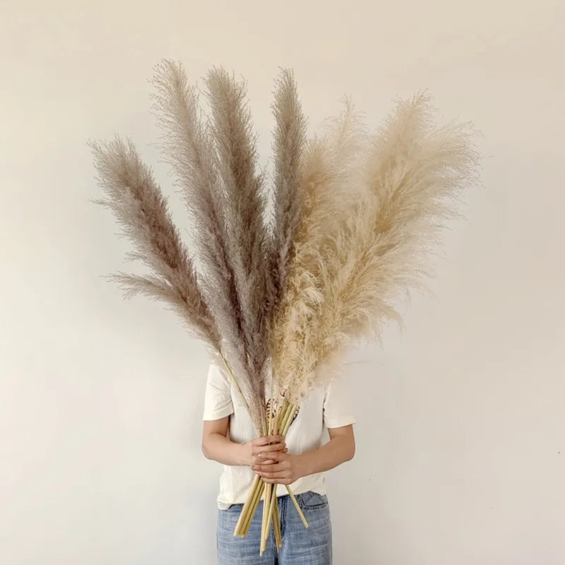 Plumora – Trockenes Pampasgras für schicke Boho-Deko